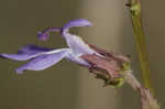 Southern lobelia